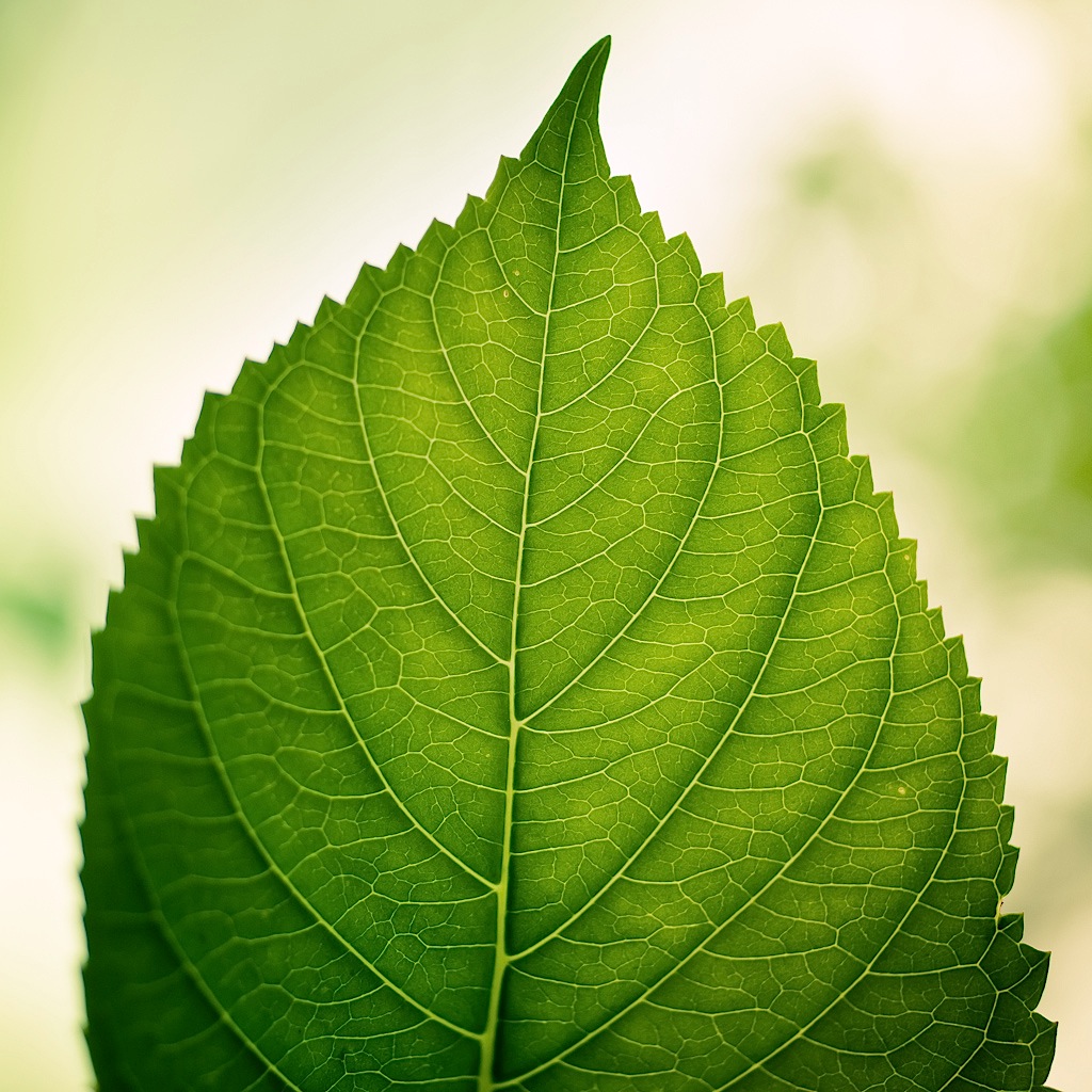 6316942540_c76991e464_b 6316942540_c76991e464_b